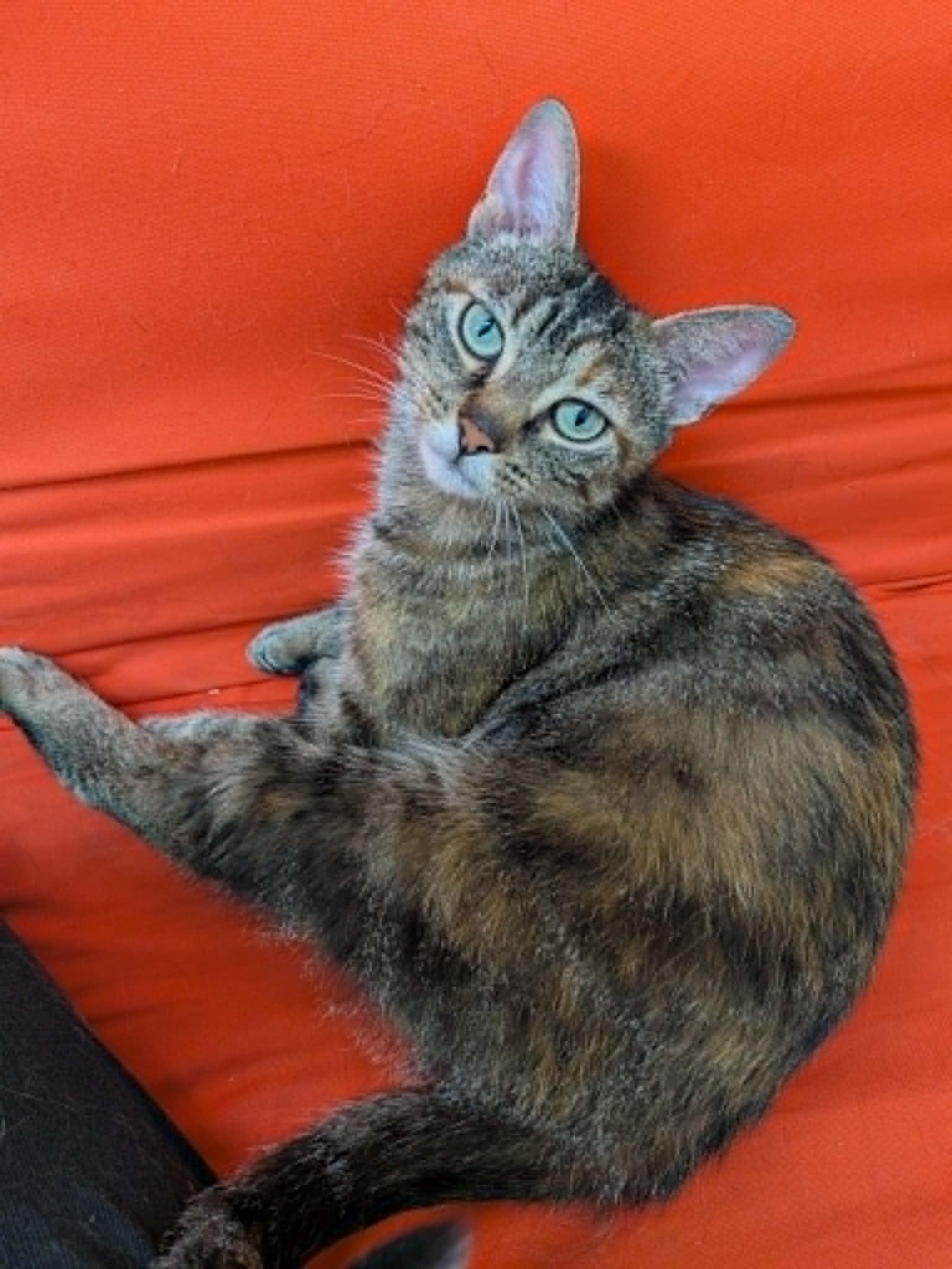 Enlarge Flicker, a ADOPTABLE Domestic Short Hair in Wakefield, QC image 3/4