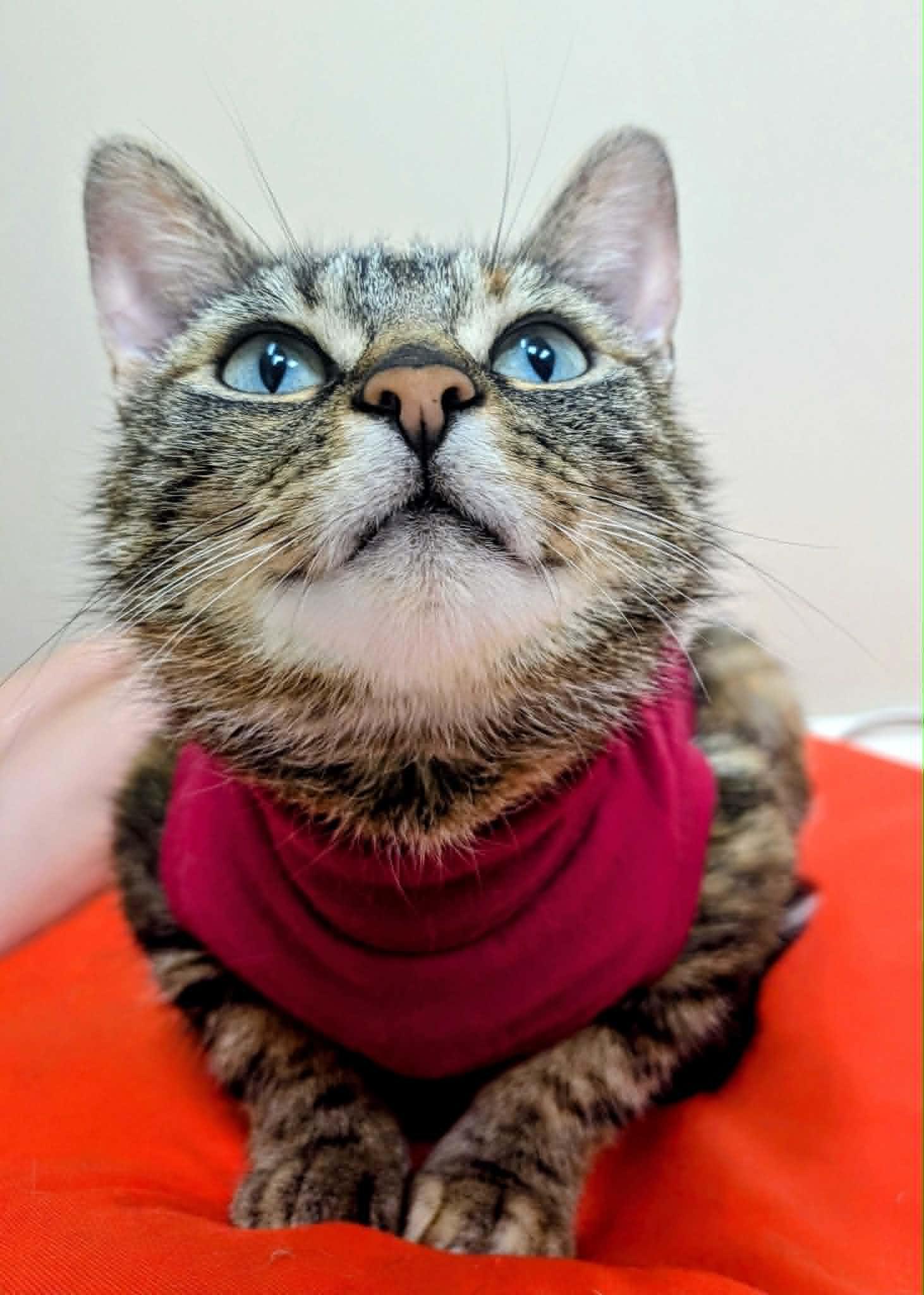 Enlarge Flicker, a ADOPTABLE Domestic Short Hair in Wakefield, QC image 2/4