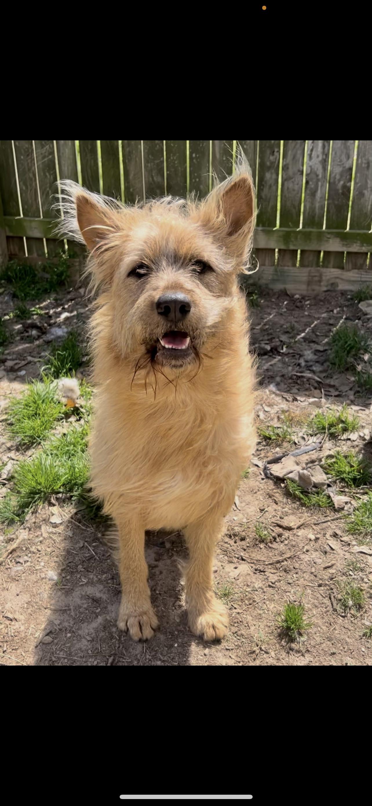 Enlarge Shaggy, a Adoptable mixed breed in Tyler, TX image 1/1