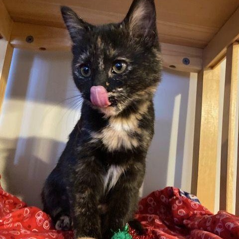 Enlarge Cardamom, an adopted Tortoiseshell in Lake Orion, MI image 3/3