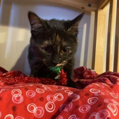 Enlarge Cardamom, an adopted Tortoiseshell in Lake Orion, MI image 2/3