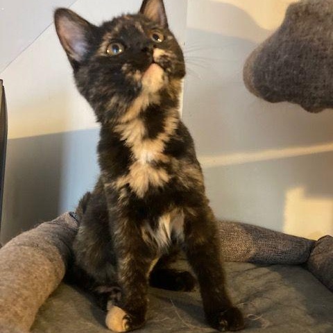 Cardamom, adopted, Kitten Female Tortoiseshell.