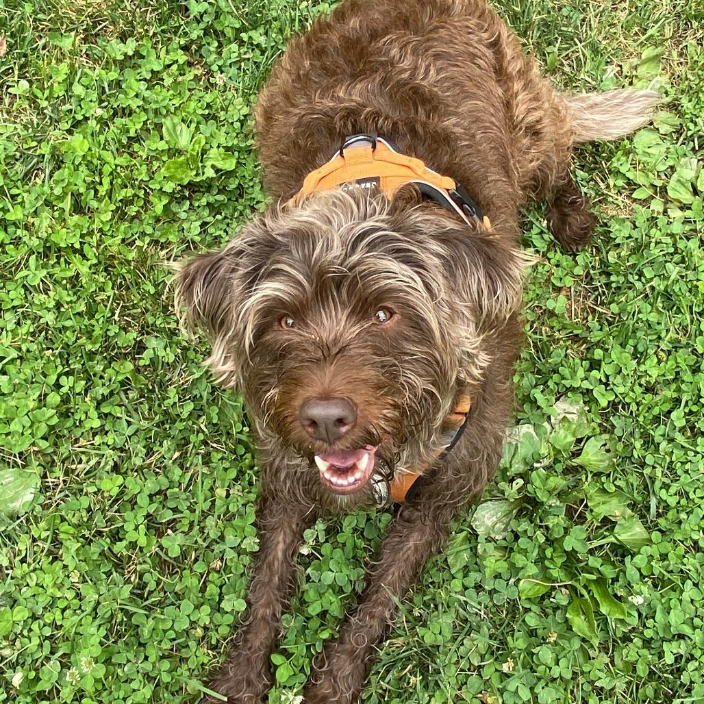 Tootsie Roll, a Adoptable mixed breed in Muncie, IN image 1/2