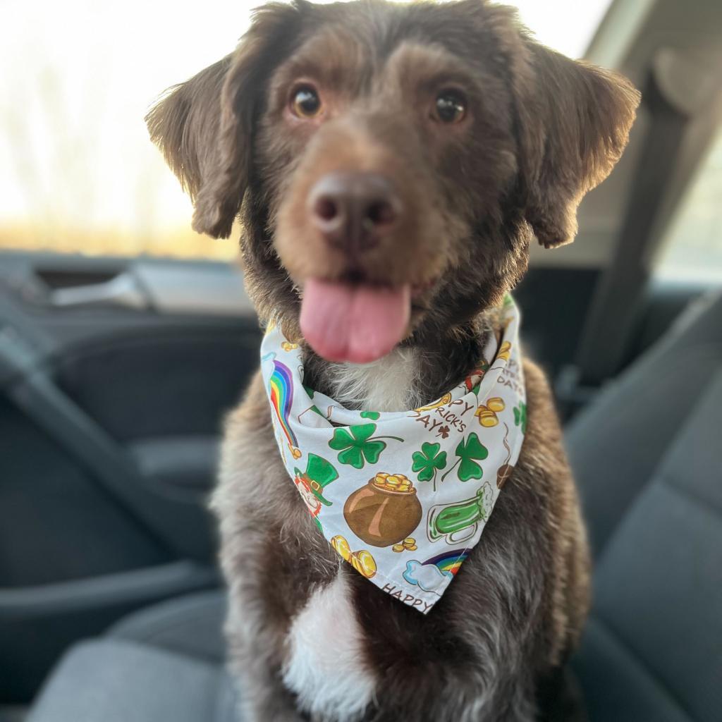 Enlarge Tootsie Roll, a Adoptable mixed breed in Muncie, IN image 1/1