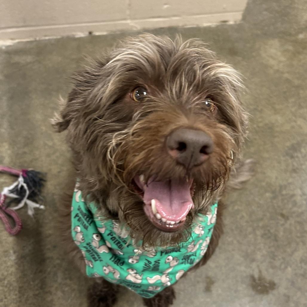 Tootsie Roll, a Adoptable mixed breed in Muncie, IN image 2/2