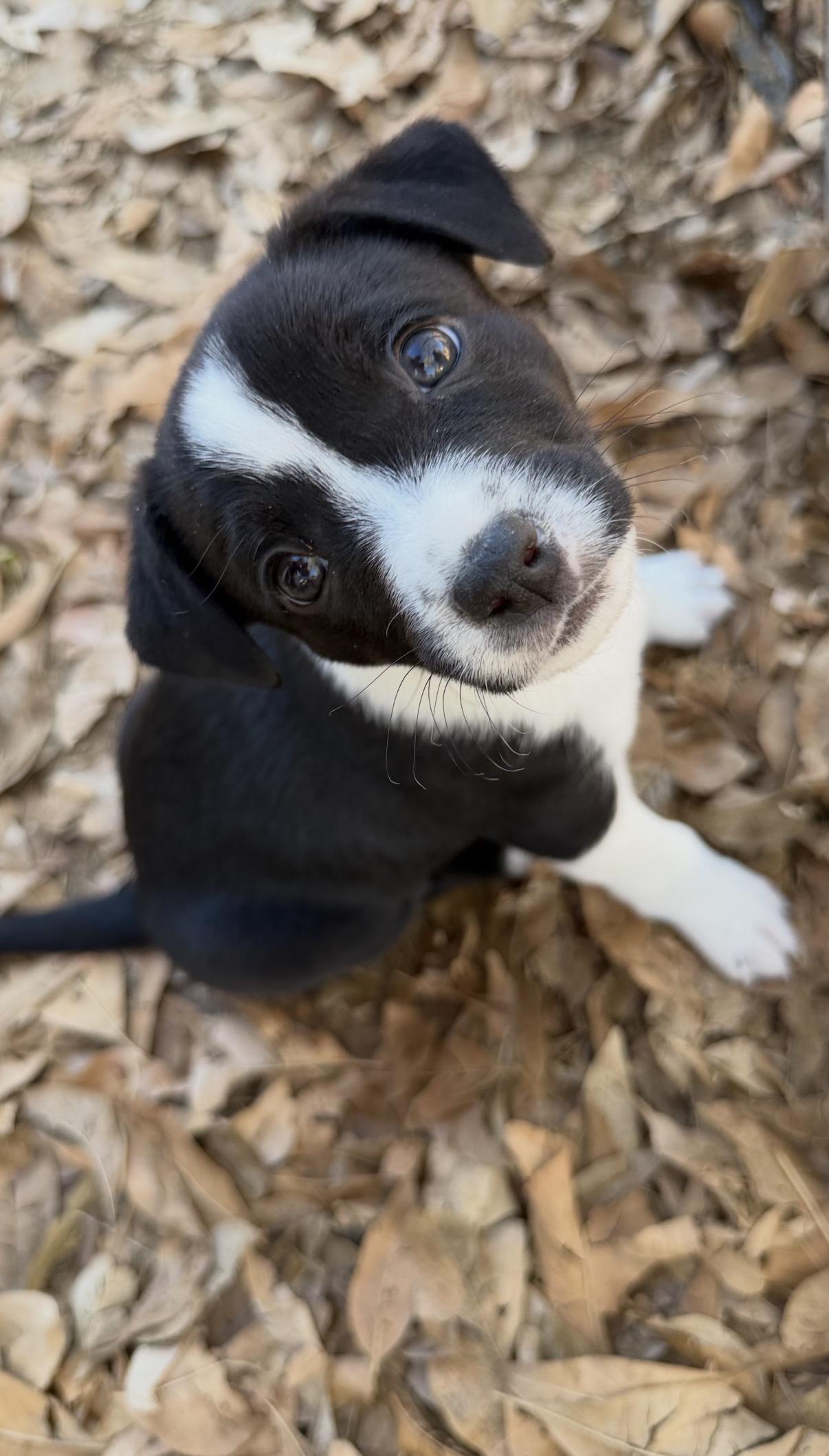 Enlarge Nova, an adopted mixed breed in Gilbert, AZ image 1/1