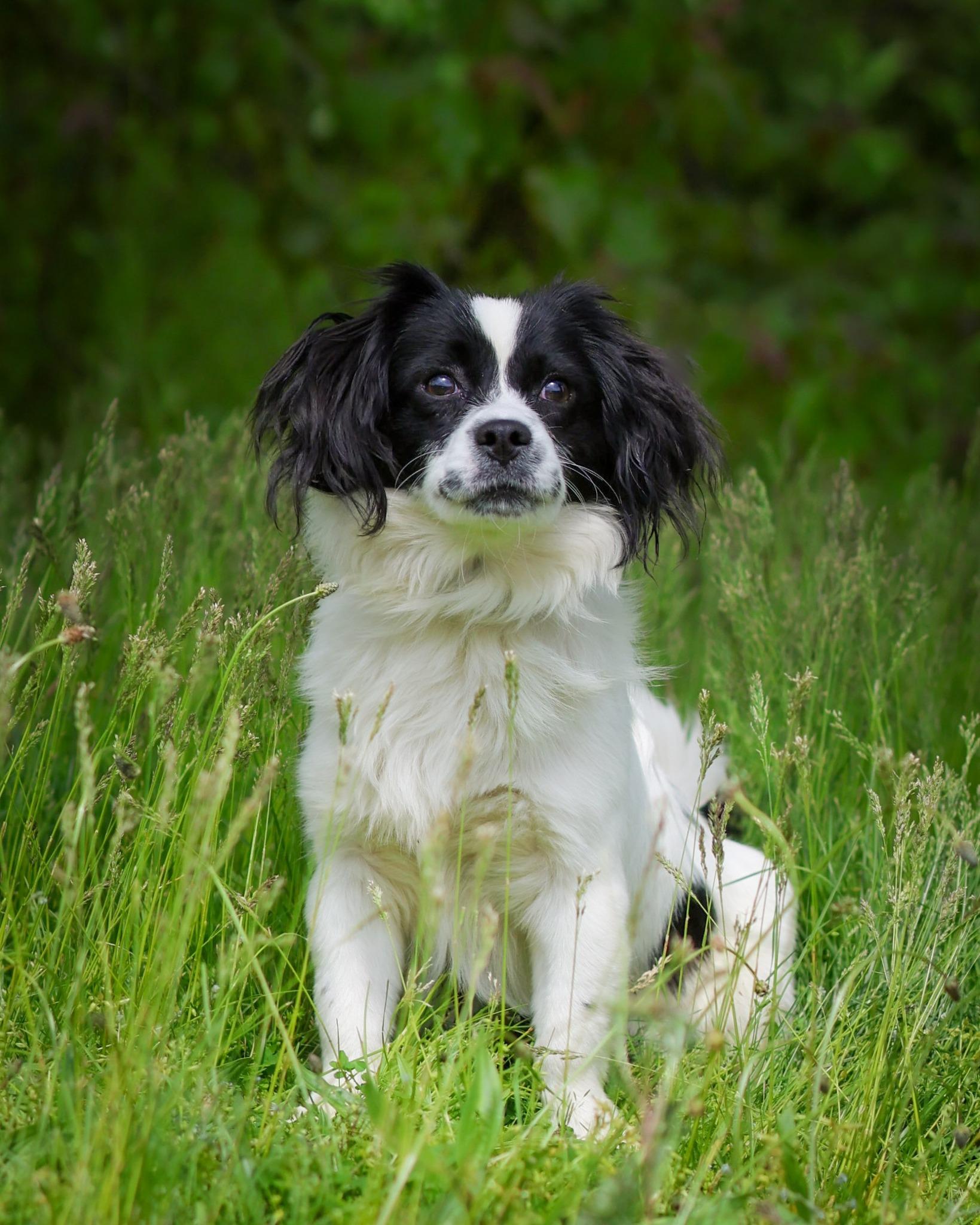 Hudson, a ADOPTABLE mixed breed in Bridgeport, CT image 1/3