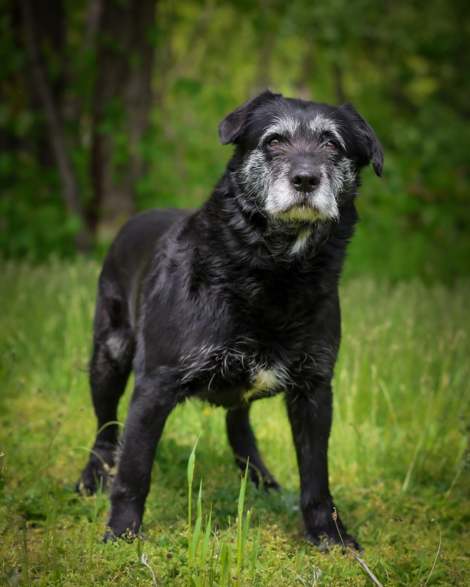 Hudson, ADOPTABLE, Adult Male Terrier.