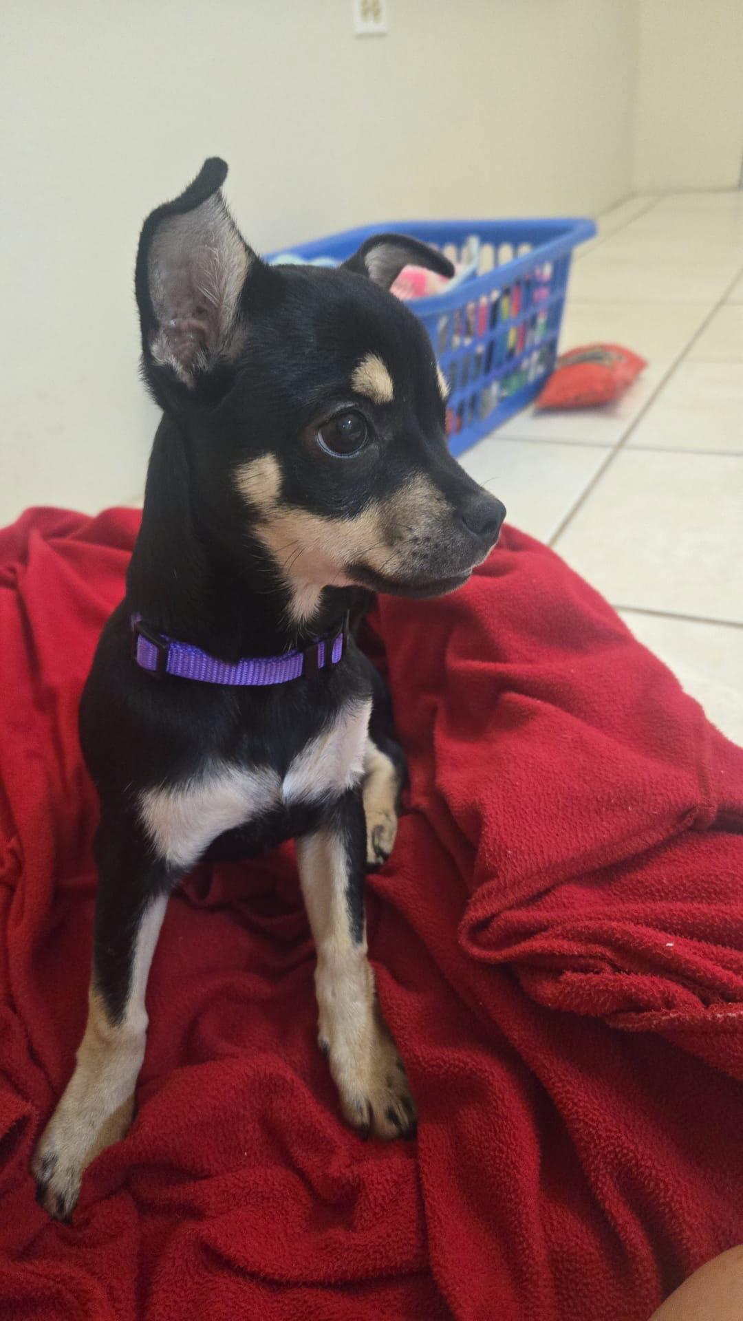 Enlarge Connie, a Adoptable mixed breed in Virginia Beach, VA image 2/3