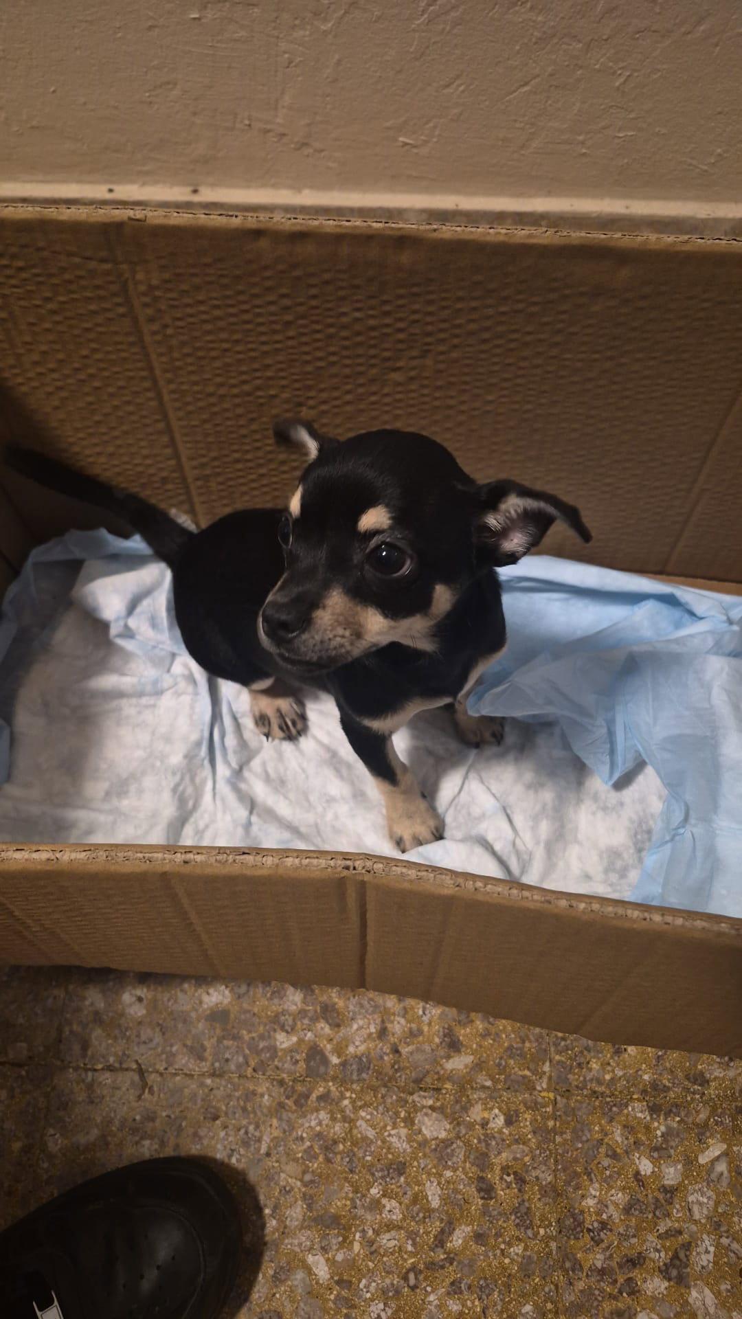 Enlarge Connie, a Adoptable mixed breed in Virginia Beach, VA image 3/3