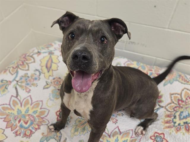 DOLLY, Adoptable, Adult Female Pit Bull Terrier & Mixed Breed.