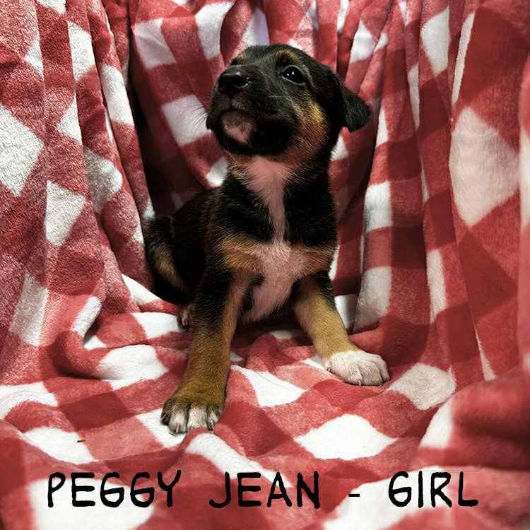 Enlarge Peggy Jean , a Adoptable mixed breed in Whiting, NJ image 1/1