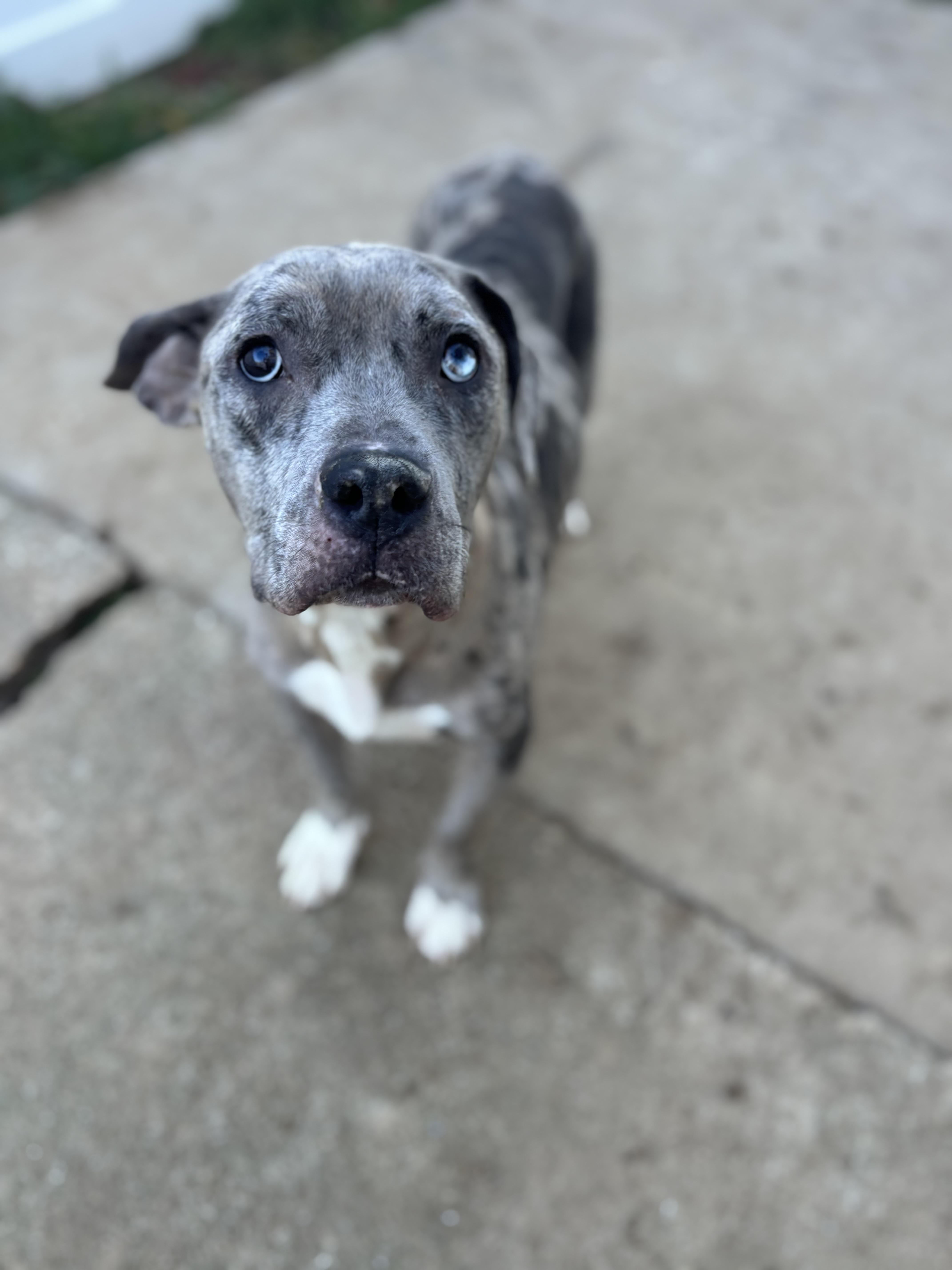 Ava, adoptable, Adult Female Catahoula Leopard Dog & Pit Bull Terrier.