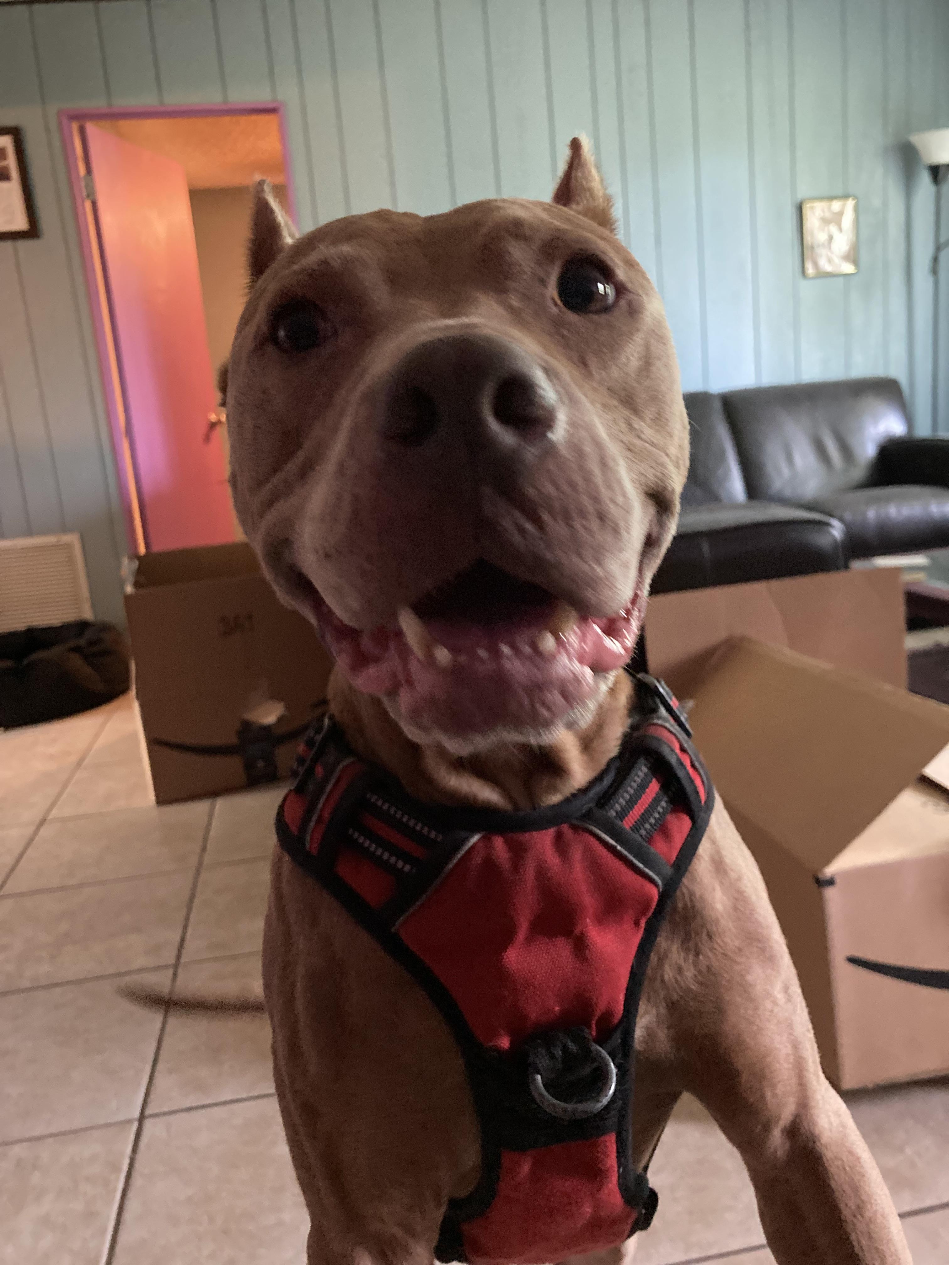 Draco, a Adoptable mixed breed in Orlando, FL image 2/5