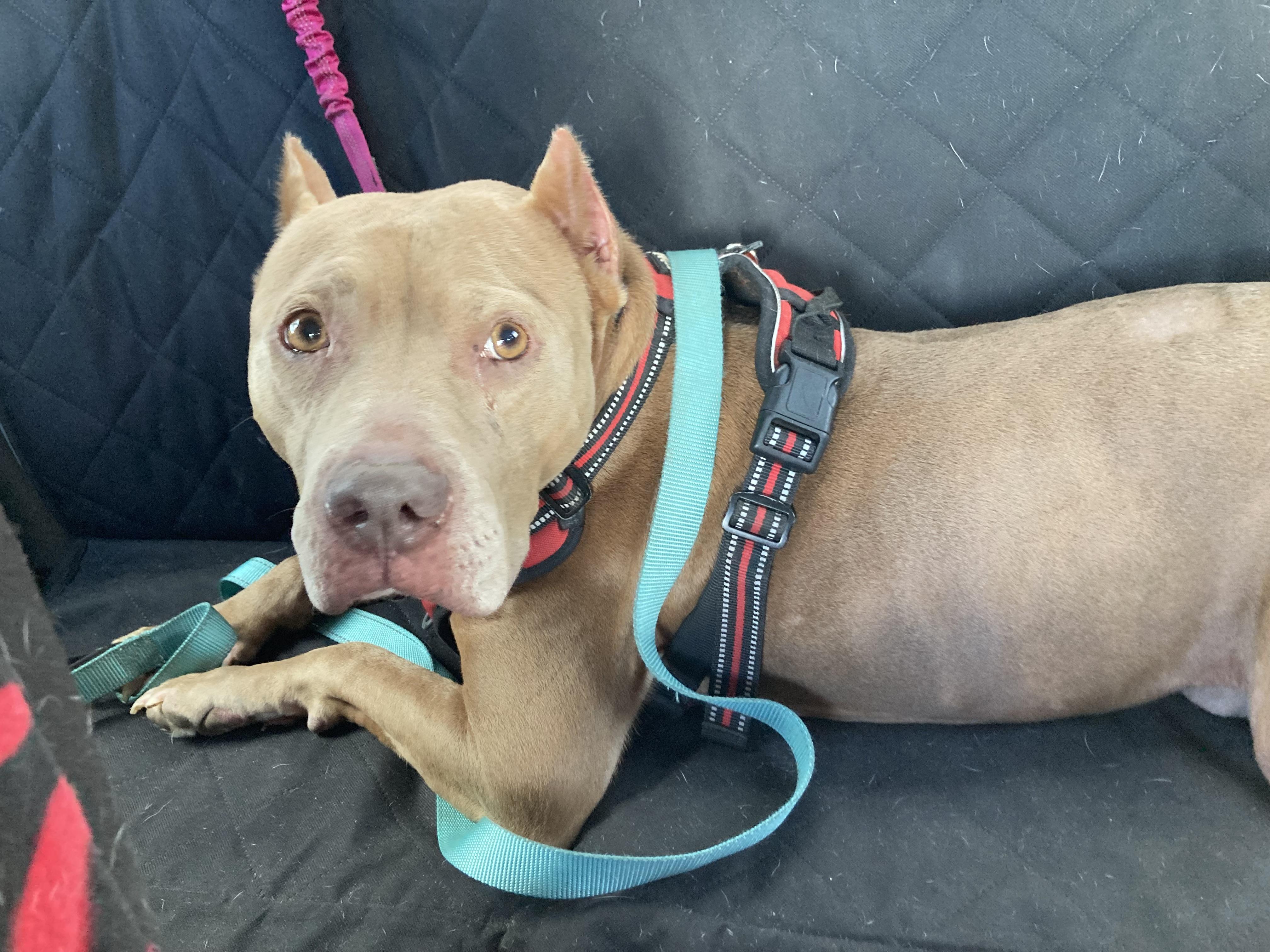 Draco, a Adoptable mixed breed in Orlando, FL image 3/5