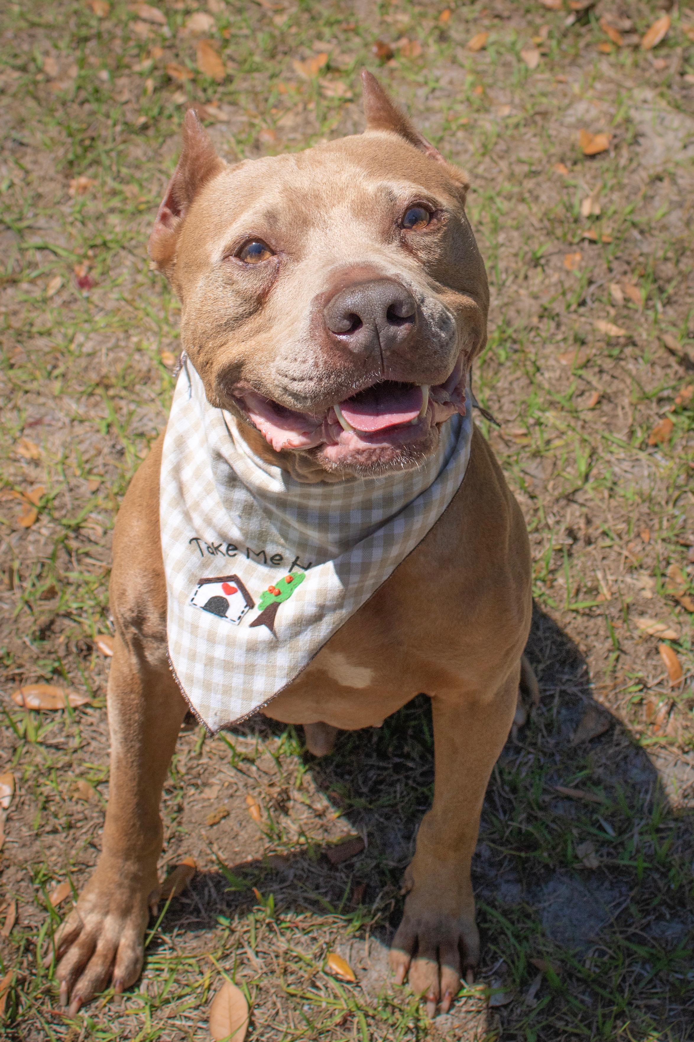 Draco, Adoptable, Adult Male Pit Bull Terrier.