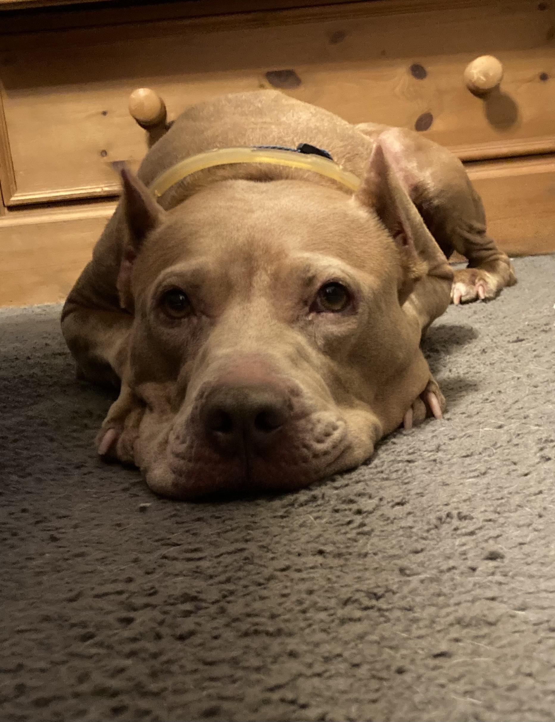 Draco, a Adoptable mixed breed in Orlando, FL image 4/5