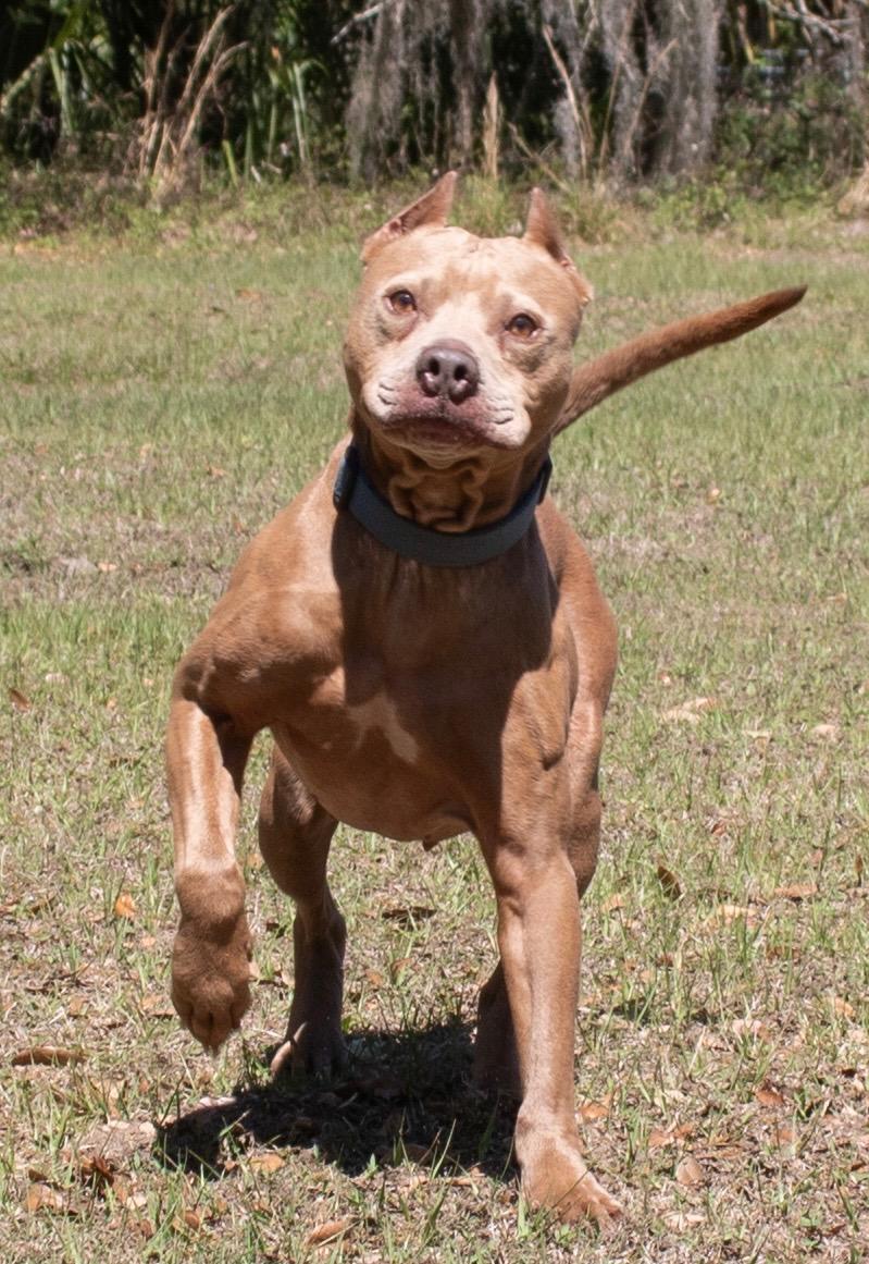 Draco, a Adoptable mixed breed in Orlando, FL image 5/5