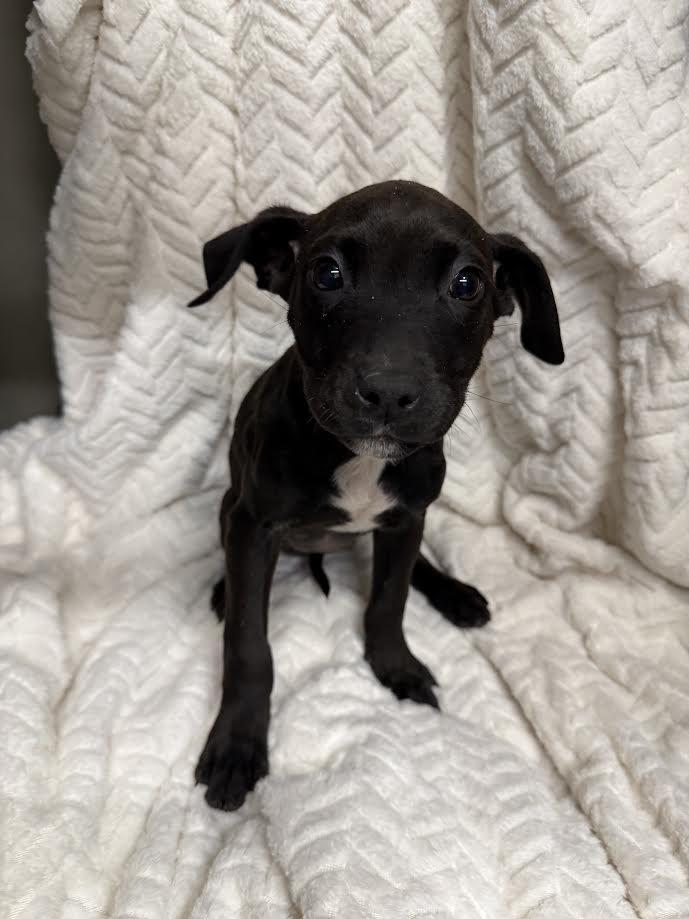 Willow, ADOPTABLE, Young Female Chihuahua.