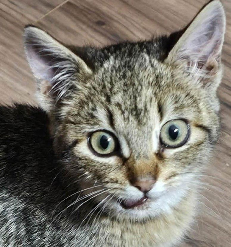 Enlarge Mildred, a Adopted Domestic Short Hair in Dalzell, IL image 1/3