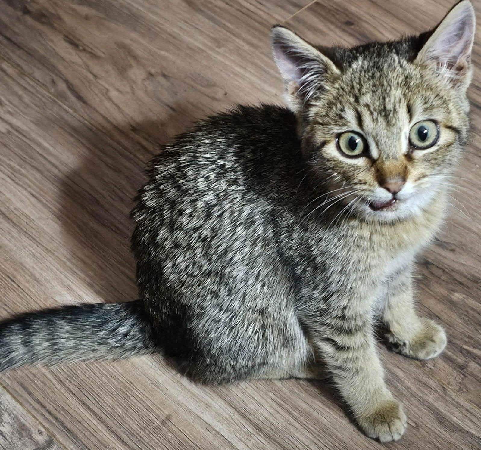 Enlarge Mildred, a Adopted Domestic Short Hair in Dalzell, IL image 2/3