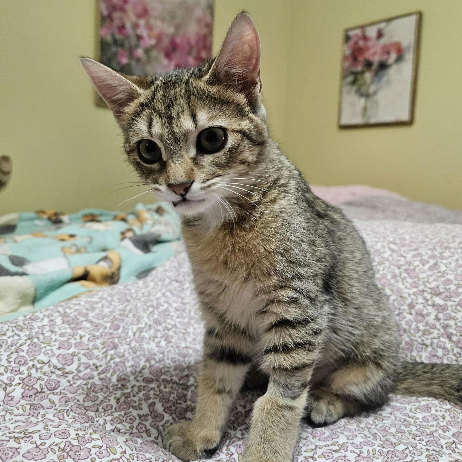 Enlarge Mildred, a Adopted Domestic Short Hair in Dalzell, IL image 3/3