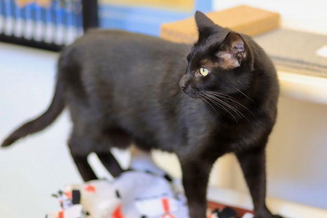 Enlarge Boo, a Adoptable Domestic Short Hair in Webster, WI image 1/3