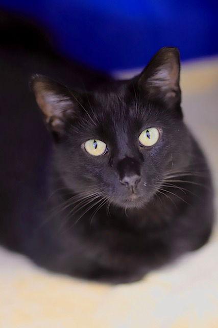 Enlarge Boo, a Adoptable Domestic Short Hair in Webster, WI image 2/3
