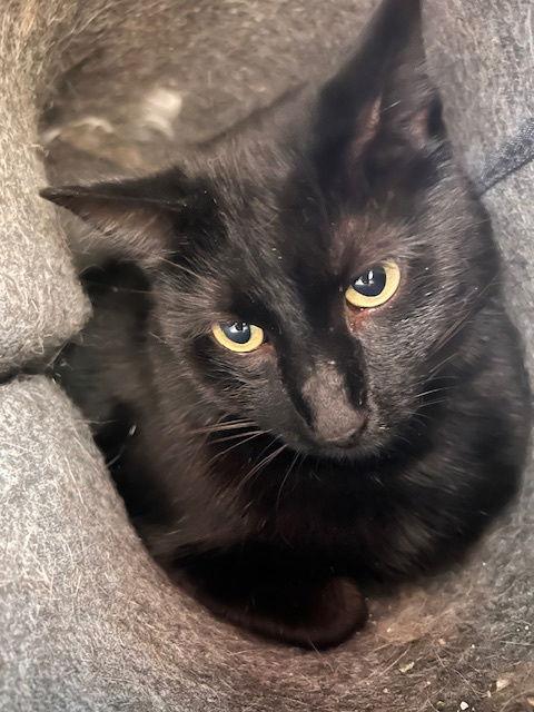 Enlarge Boo, a Adoptable Domestic Short Hair in Webster, WI image 3/3