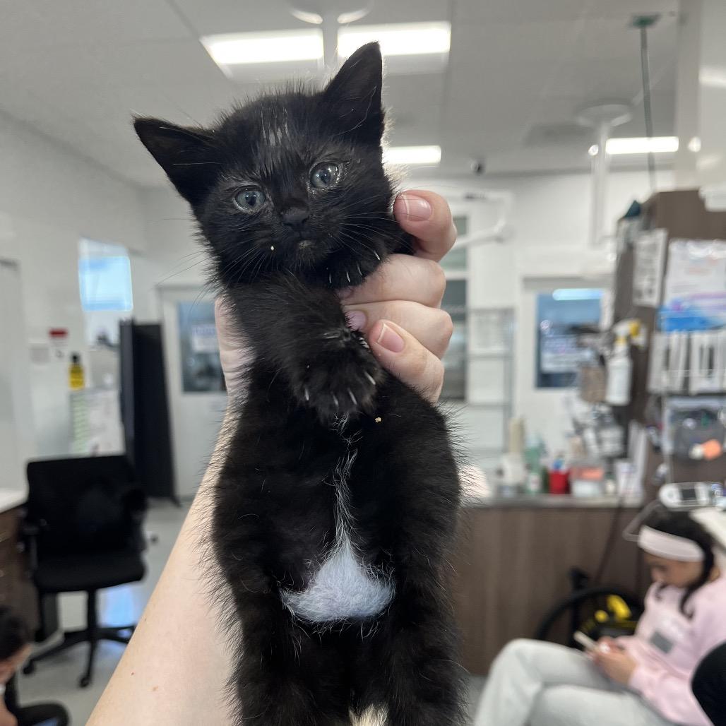Baby Jane Doe, a Adoptable American Shorthair in Fresno, CA image 1/2