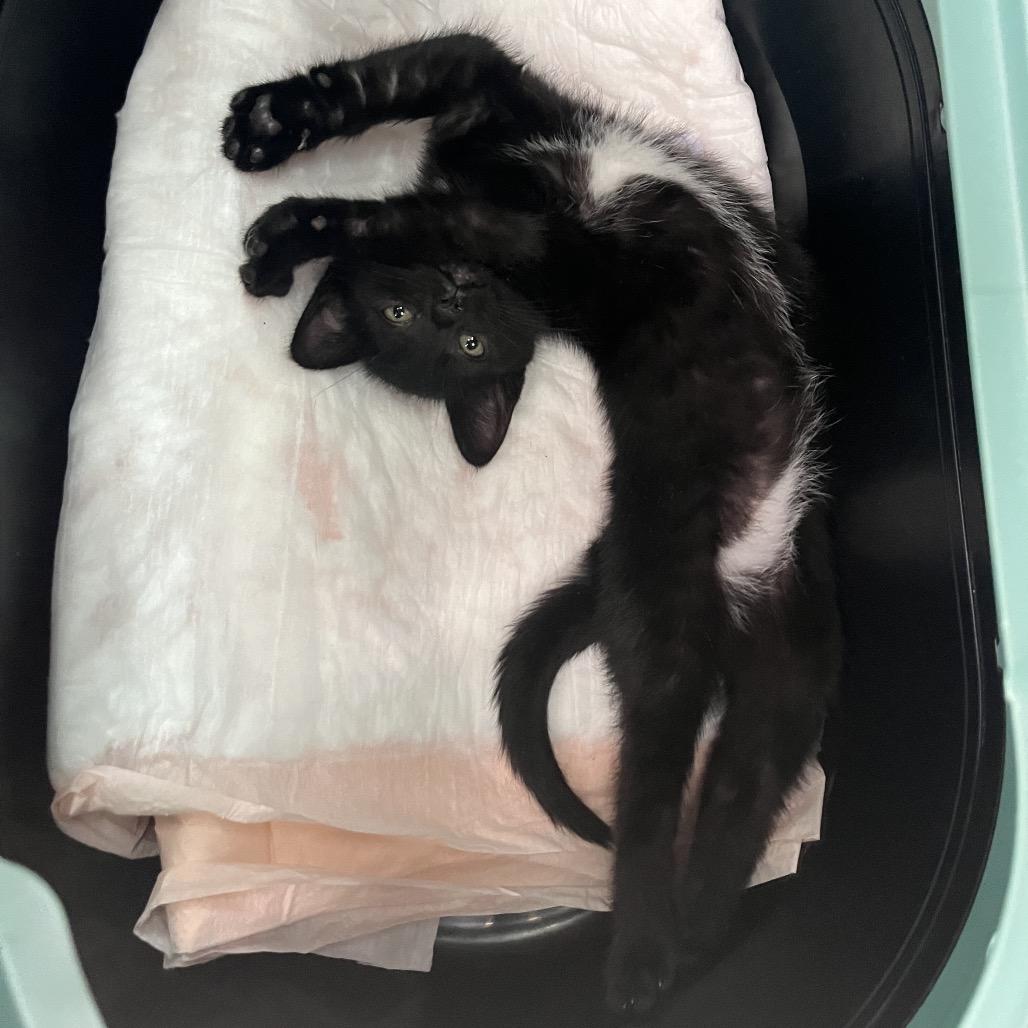 Baby Jane Doe, a Adoptable American Shorthair in Fresno, CA image 2/2