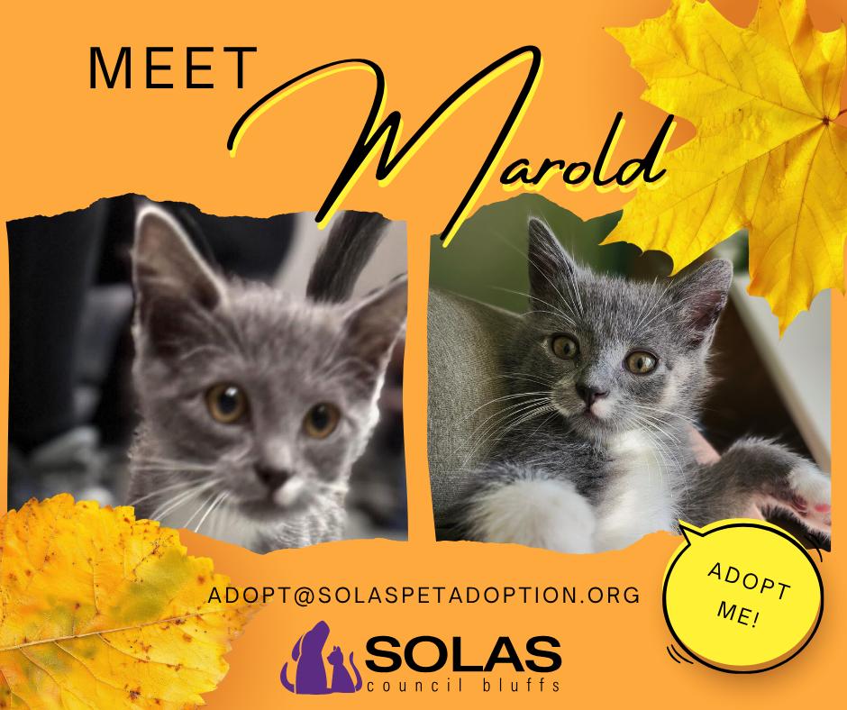 Harold, Marold, and Gerald  --  (ck)