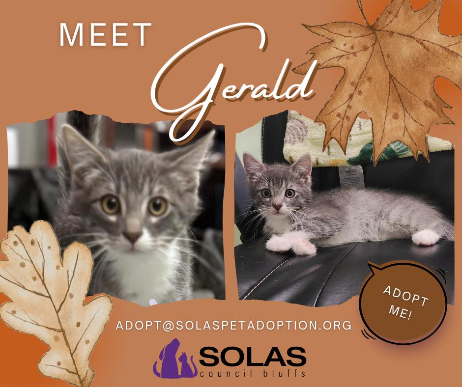 Enlarge Gerald  --  (ck), a Adoptable Domestic Short Hair in Council Bluffs, IA image 2/3