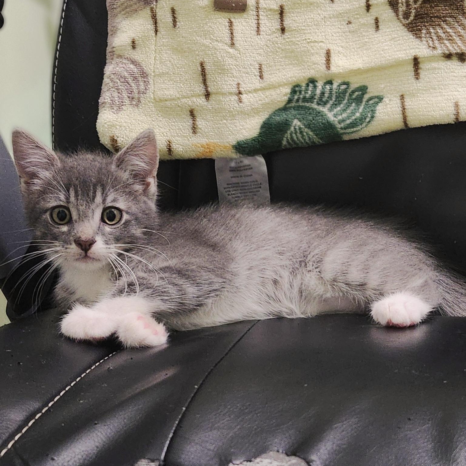 Enlarge Gerald  --  (ck), a Adoptable Domestic Short Hair in Council Bluffs, IA image 3/3