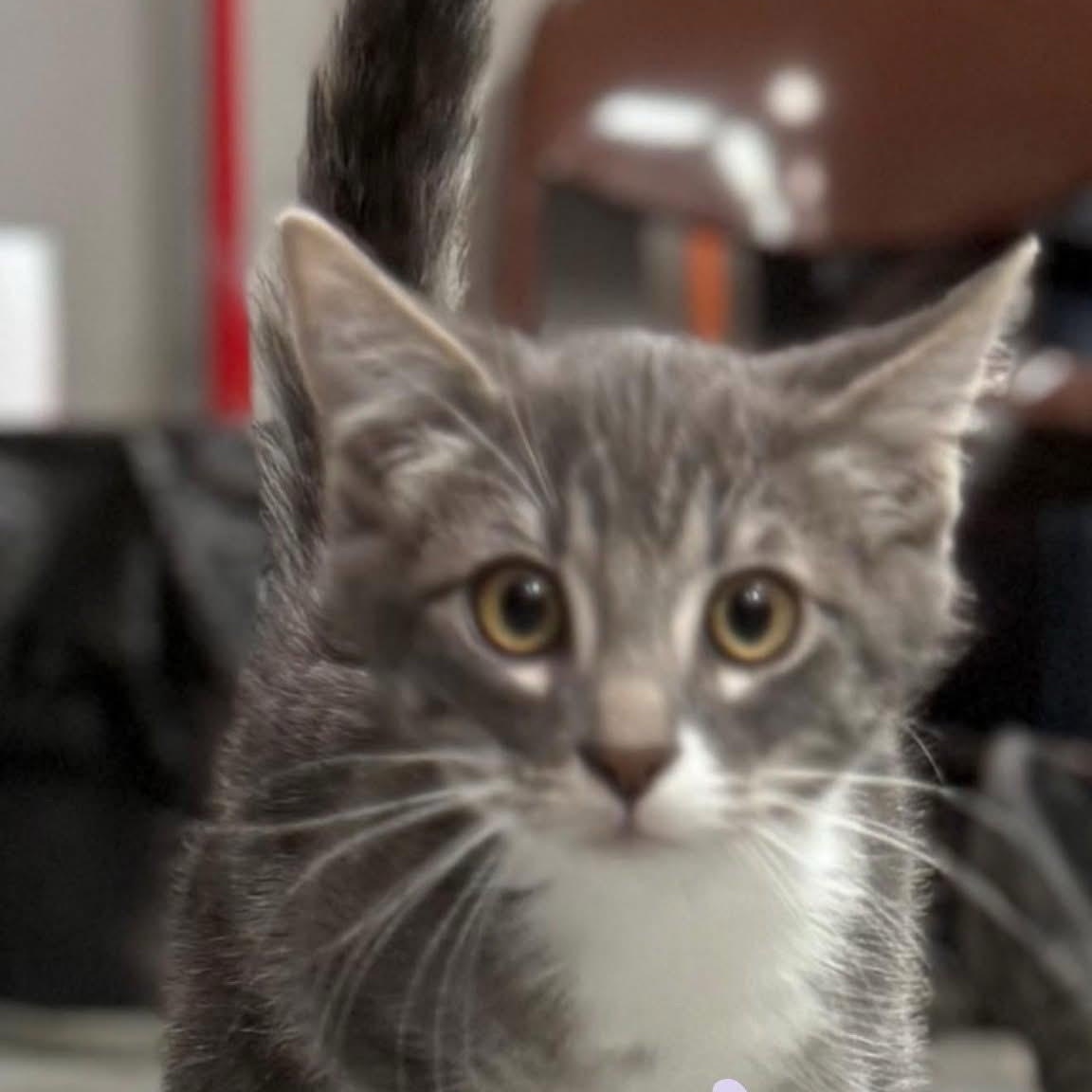 Enlarge Gerald  --  (ck), a Adoptable Domestic Short Hair in Council Bluffs, IA image 1/3