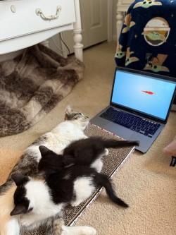 Enlarge Nellie, a Adoptable Domestic Short Hair in Chicago, IL image 1/3