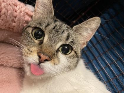 Enlarge Nellie, a Adoptable Domestic Short Hair in Chicago, IL image 3/3