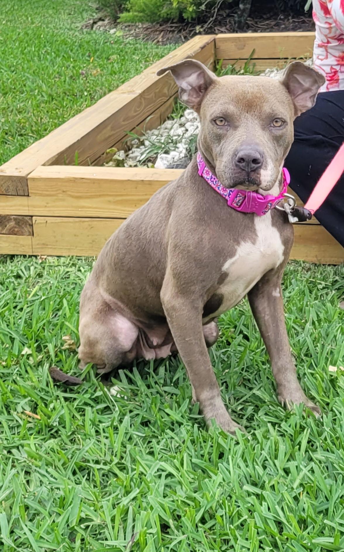 Enlarge Lena , a ADOPTABLE mixed breed in Deerfield Beach, FL image 2/2