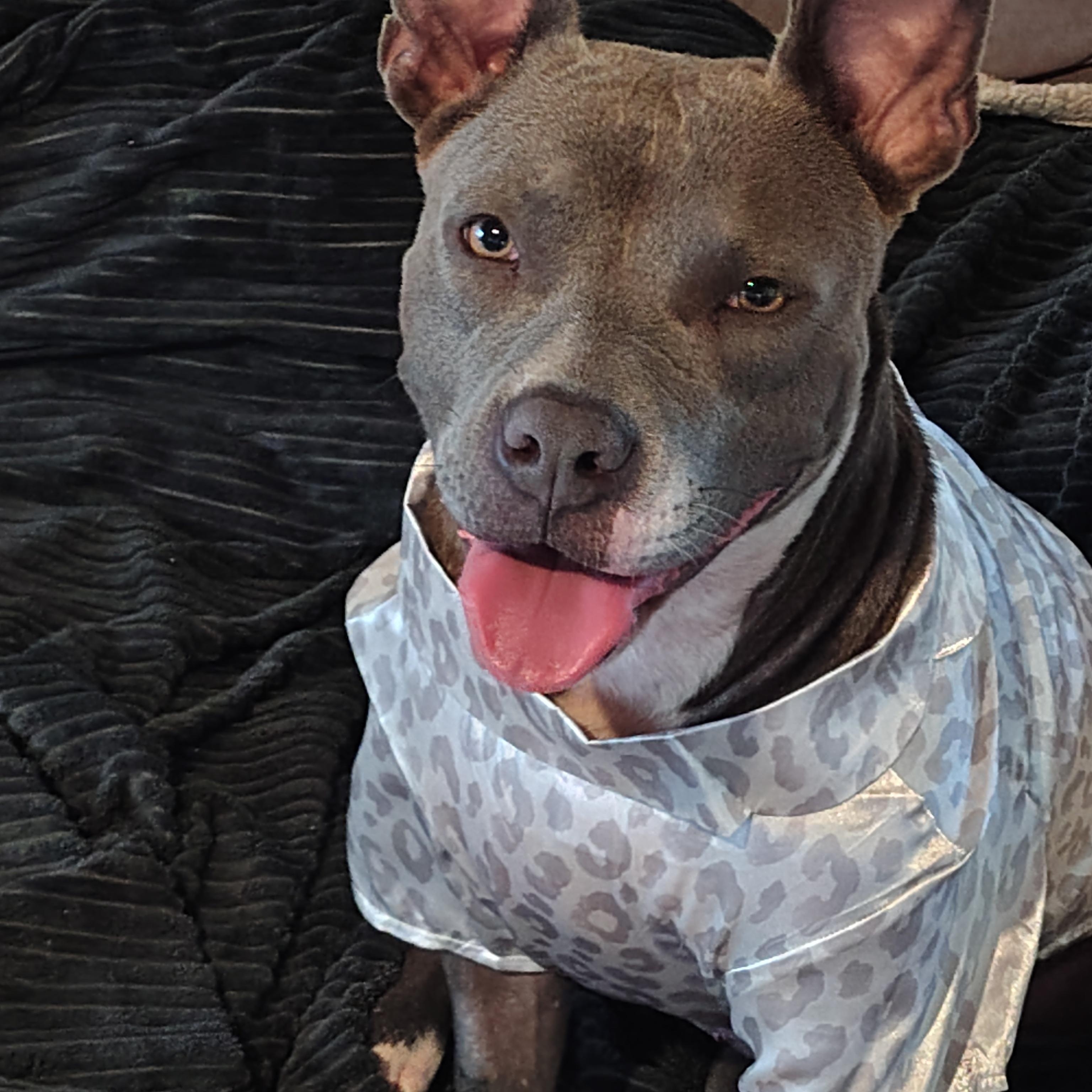 Lena , ADOPTABLE, Puppy Female Mixed Breed.