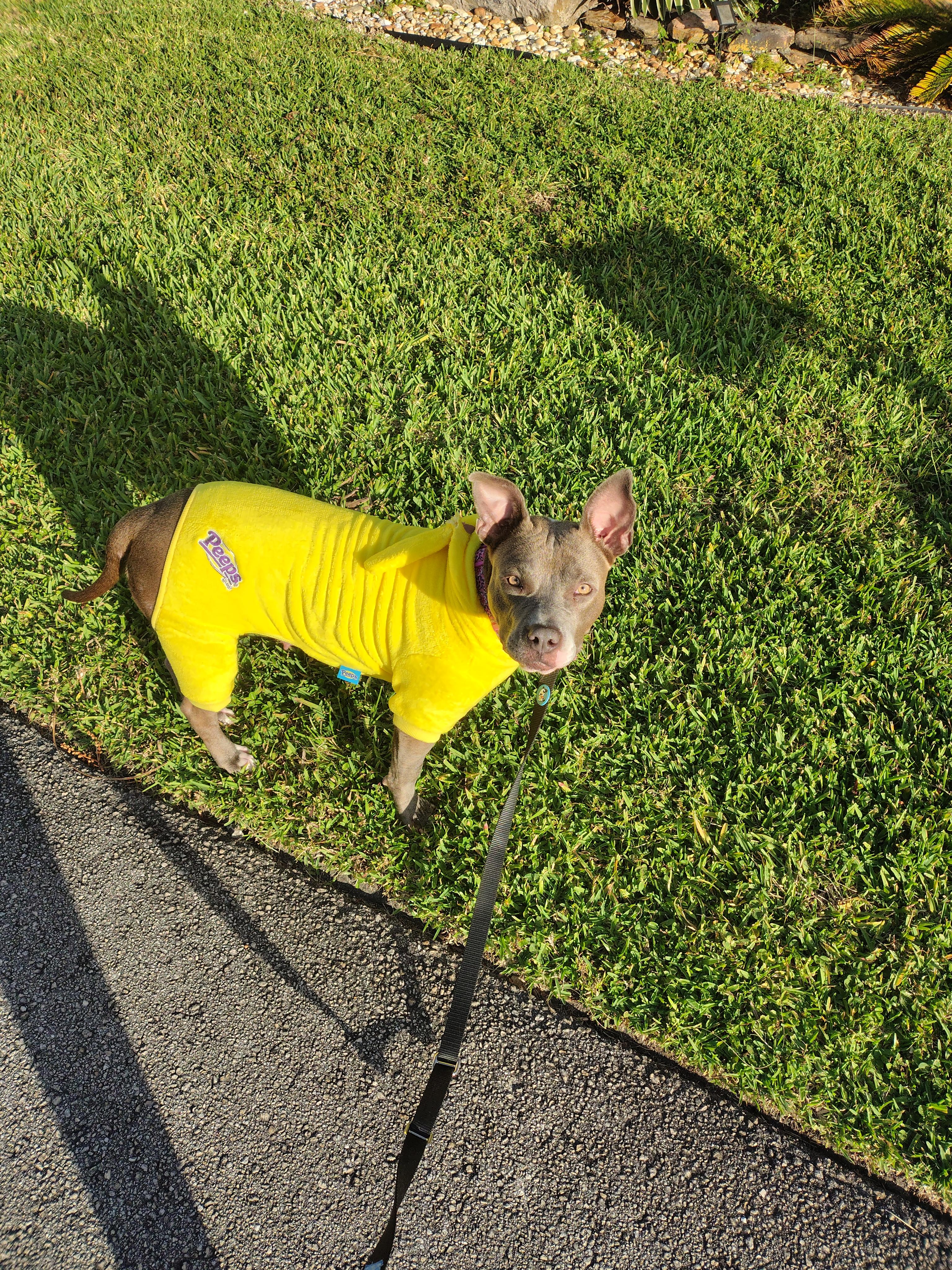 Enlarge Lena , a ADOPTABLE Mixed Breed in Deerfield Beach, FL image 4/4