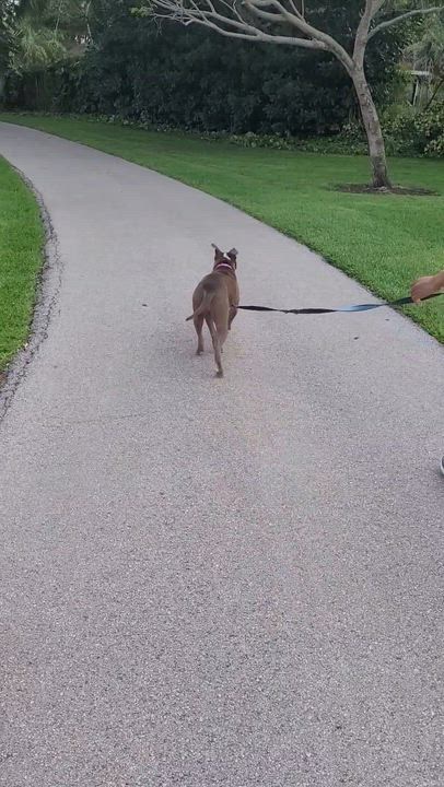 Enlarge Lena , a ADOPTABLE mixed breed in Deerfield Beach, FL video 1/2