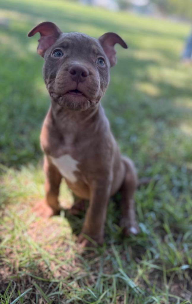 Diego, a Adopted Pit Bull Terrier in Waynesville, GA image 1/4