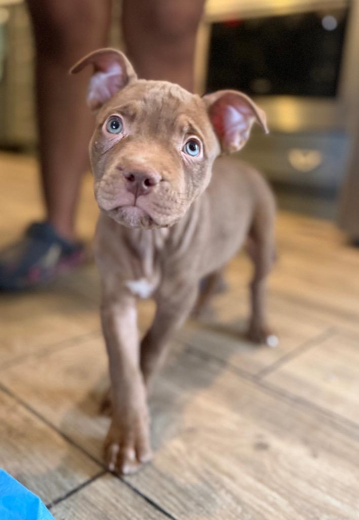 Diego, a Adopted Pit Bull Terrier in Waynesville, GA image 2/4