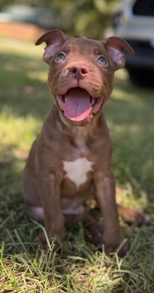 Diego, a Adopted Pit Bull Terrier in Waynesville, GA image 3/4