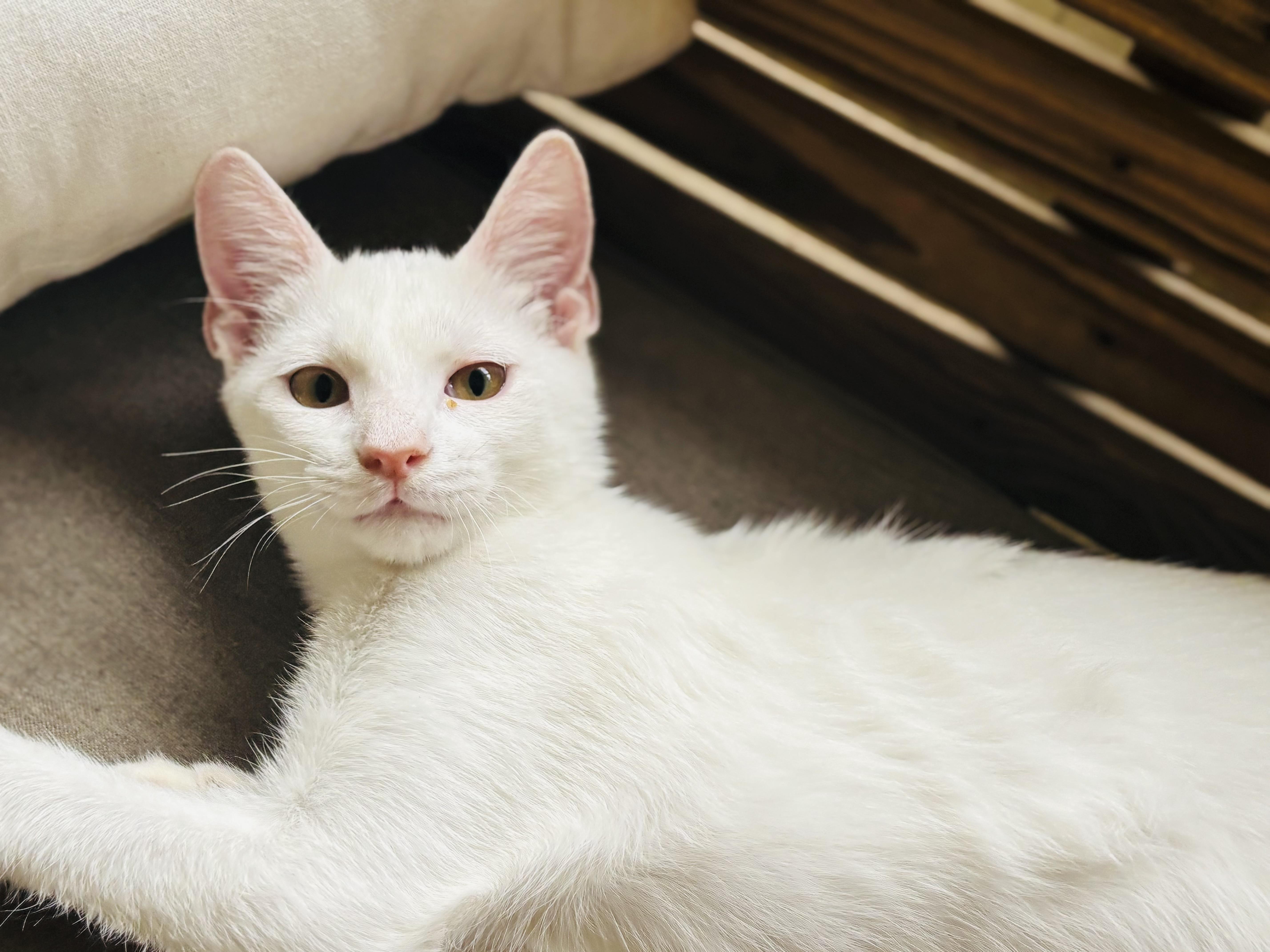 Enlarge Smooch, a Adoptable Domestic Short Hair in Bedminster, NJ image 3/4