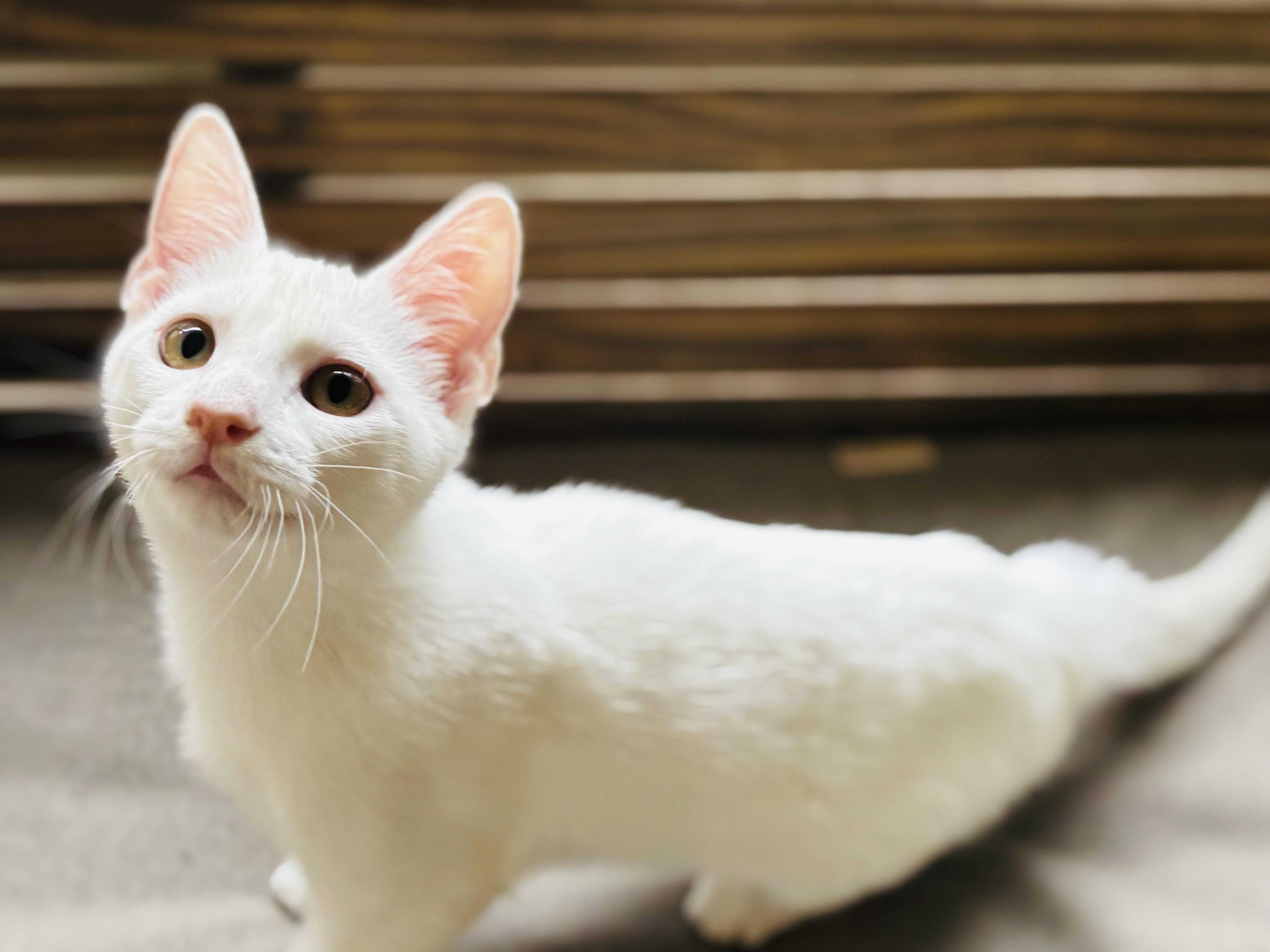 Enlarge Smooch, a Adoptable Domestic Short Hair in Bedminster, NJ image 4/4