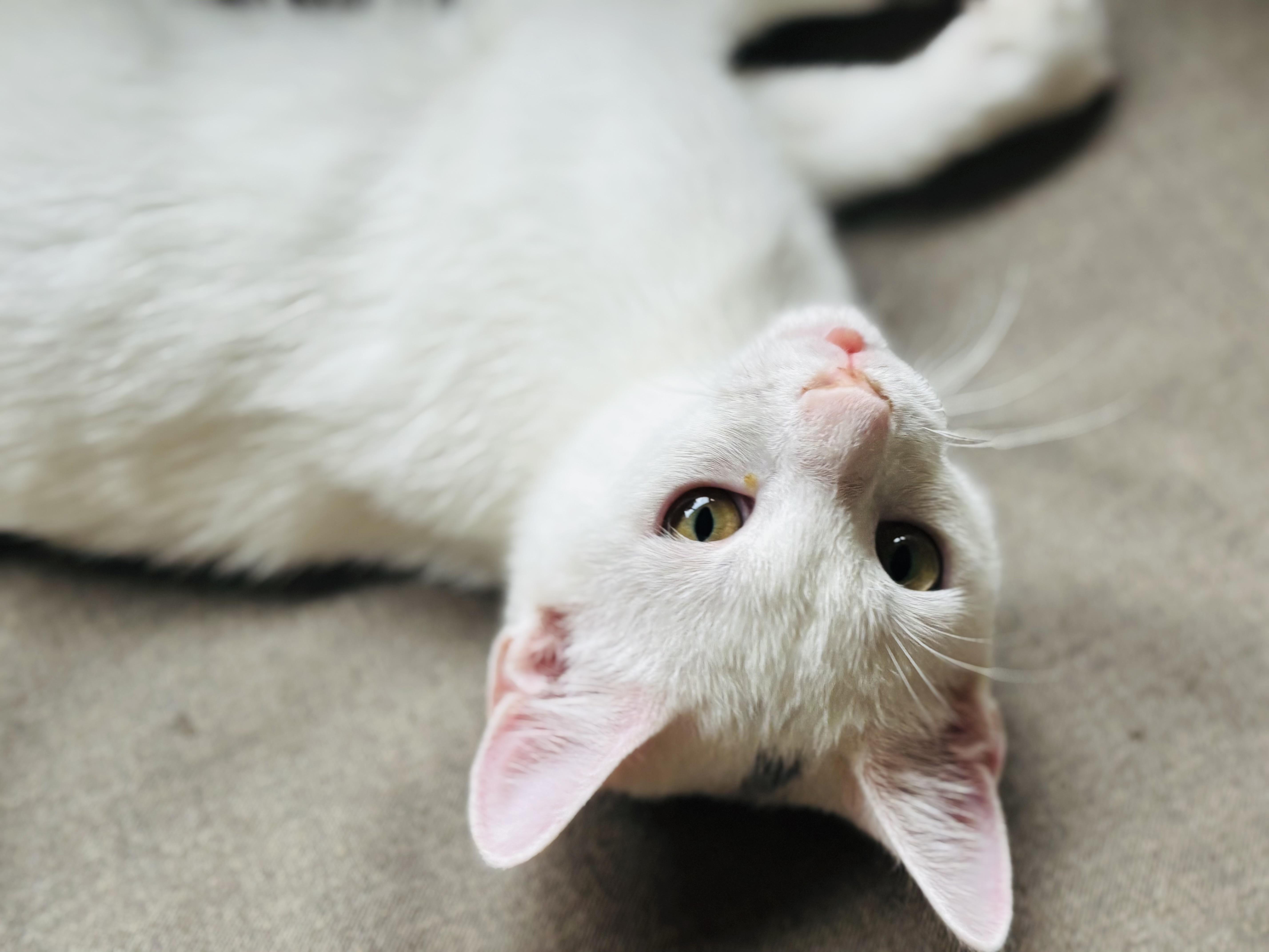 Enlarge Smooch, a Adoptable Domestic Short Hair in Bedminster, NJ image 2/4