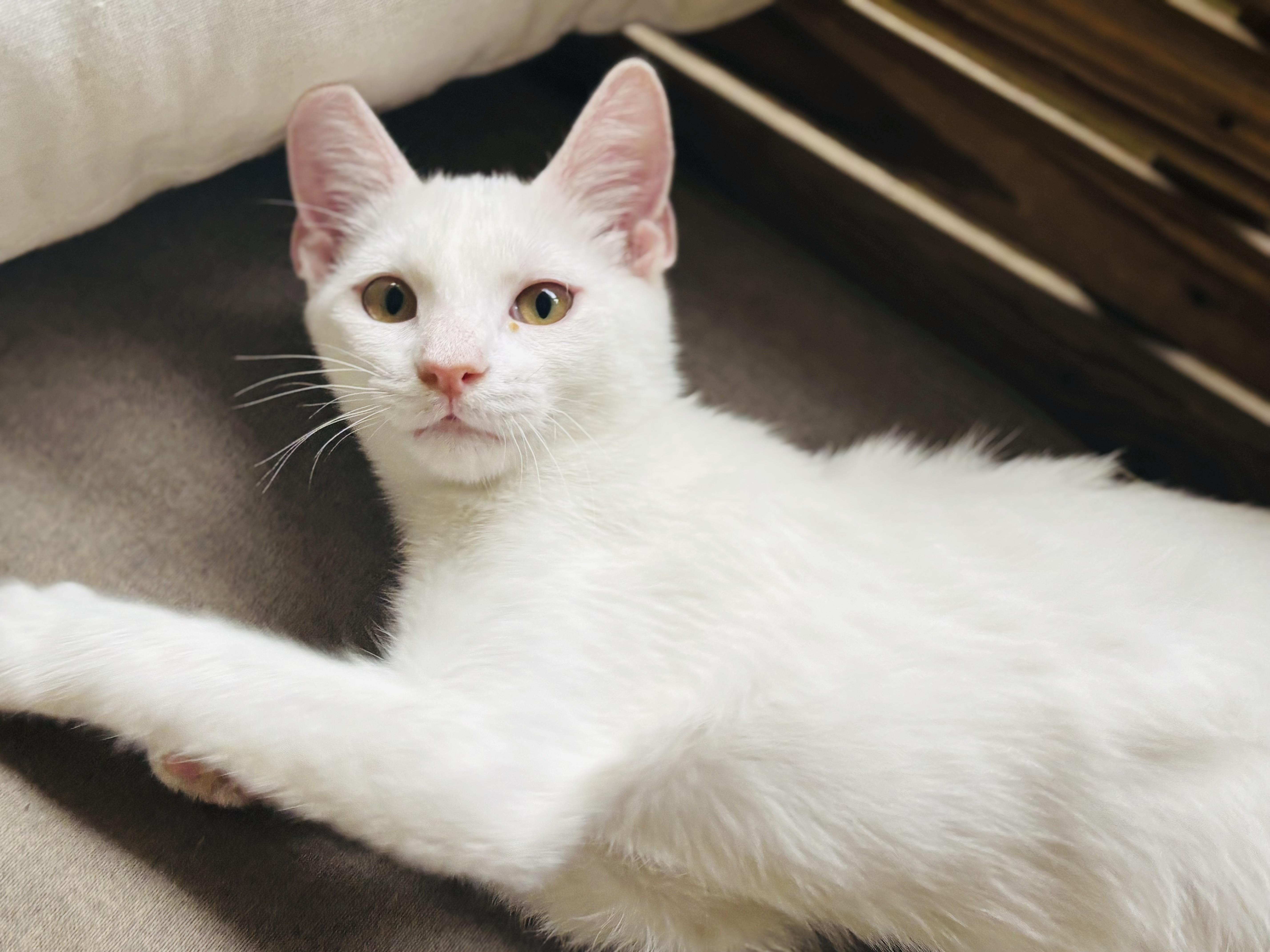 Smooch, Adoptable, Kitten Male Domestic Short Hair.