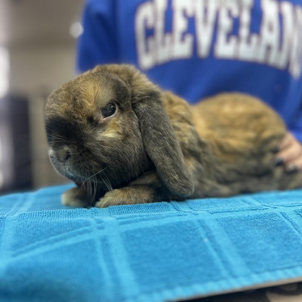 Cinnabun, Adoptable, Adult Male Holland Lop.