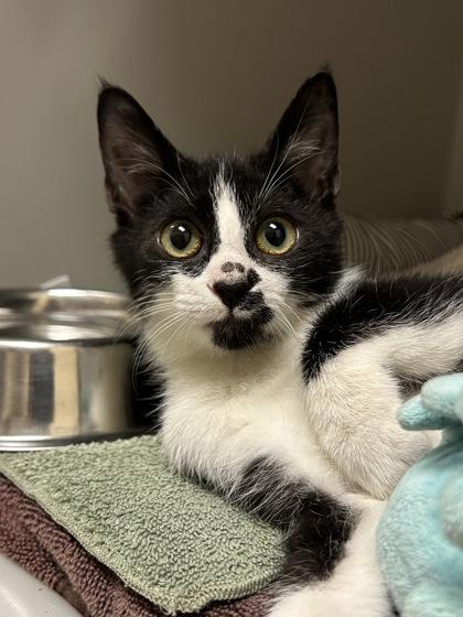 Never Shout Never, Adoptable, Kitten Male Domestic Short Hair.
